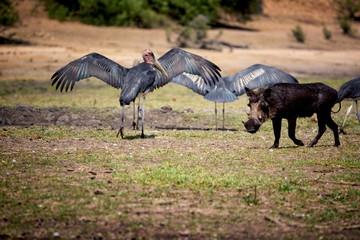 Marabou, Chobe national park, Botswana