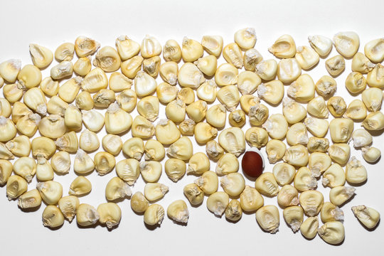 strange seeds in corn seeds