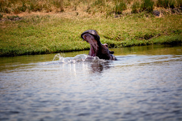 Hippo in water, Chobe national park, Botswana