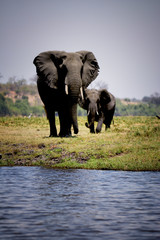 Elephants in Chobe national park, Botswana