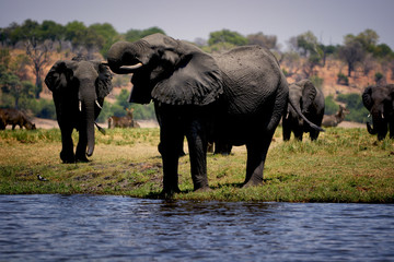 Elephant drinking water, Chobe national park, Botswana