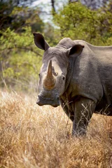 Handdoek met foto Neushoorn Wilde neushoorn in Afrikaanse bush  © alexfarlander
