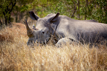 A white rhino in the African savanna