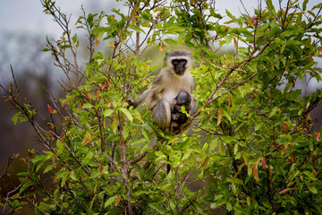Green monkey, Kruger national park, South Africa
