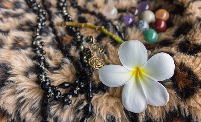 vintage style white flower plumeria and background of boutique accessory