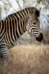 Fototapeta na wymiar A zebra in the African savanna