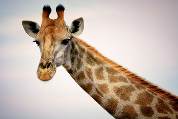 Giraffe in the savanna 