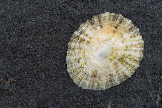 Shell on a black rock