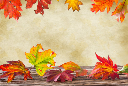 Colorful autumnal background with leaves