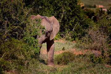 Small and shy elephant calf, Addo Elephant national park, South Africa