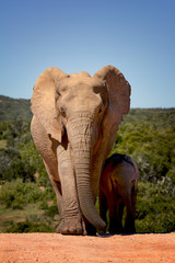 Naklejka premium Mother and child elephants, Addo Elephant national park, South Africa