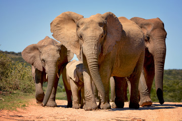 Fototapeta na wymiar Elephants walking in Addo Elephant national park, South Africa