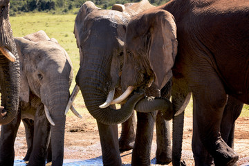 Fototapeta na wymiar Elephant family in Addo Elephant national park, South Africa