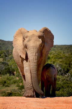 Fototapeta Mother and child elephants, Addo Elephant national park, South Africa