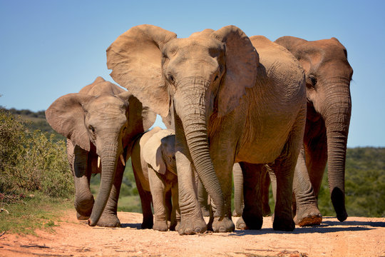 Fototapeta Elephants walking in Addo Elephant national park, South Africa