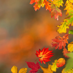 Colorful autumnal background with leaves
