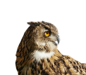 Eagle owl isolated on white looking right