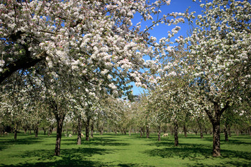 Beautiful orchard in blossom, Somerset, UK