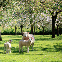A sheep and lambs in the beautiful orchard, Somerset, UK