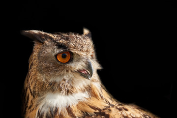 Eagle owl isolated on black looking right
