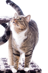 graue getiegerte Katze auf Kratzbaum - Felis silvestris catus