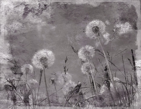 Fototapeta Grunge effect applied to dandelion flowers