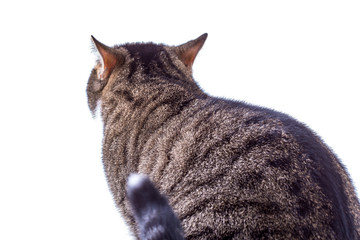 graue getiegerte Katze auf Kratzbaum - Felis silvestris catus
