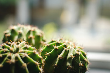 home cactus horizontal