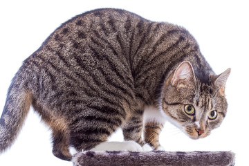 graue getiegerte Katze auf Kratzbaum - Felis silvestris catus