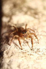Jumping spider