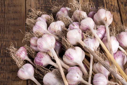 Harvest of garlic