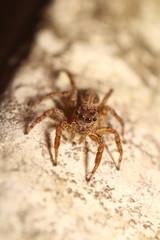 Jumping spider