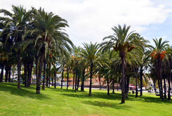 Obraz na płótnie Canvas Palm trees in the park in Tenerife,Canary Islands.