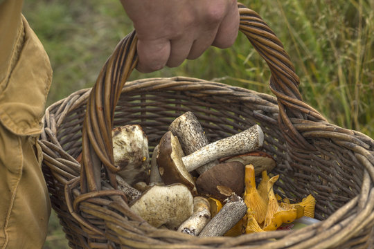 Close-up basket in hands of mushroom hunter