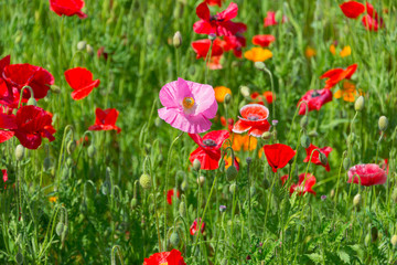 Pink and Red Poppies