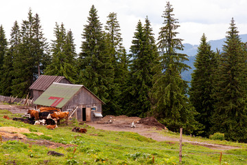Cows © Mirek