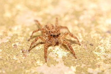 Jumping spider