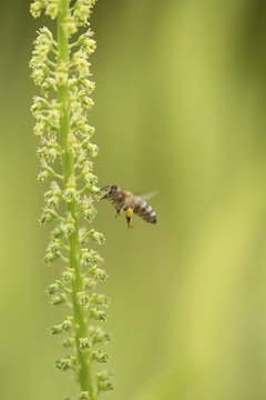 Pollination of the dyer's rocket by one bee