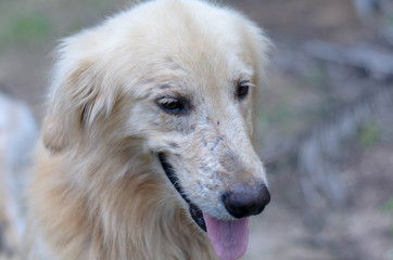 Fototapeta premium Dog Golden Retriever