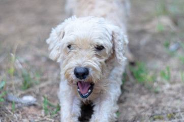 Dog playing outside yawn