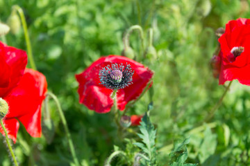 Fototapete bei efototapeten.de bestellen   
