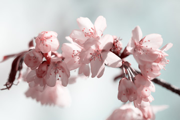 Branch of blossoming Oriental cherry sakura close up against sky