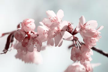 Tuinposter Kersenbloesem Branch of blossoming Oriental cherry sakura close up against sky