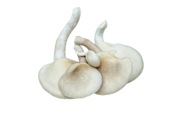 fresh oyster mushroom