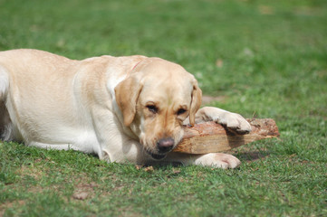 Labrador dog taking a rest and playing on the yard