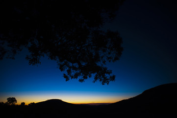 Fototapeta na wymiar Tree Silhouette in Blue and Black