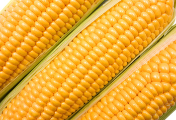Ears of Corn
