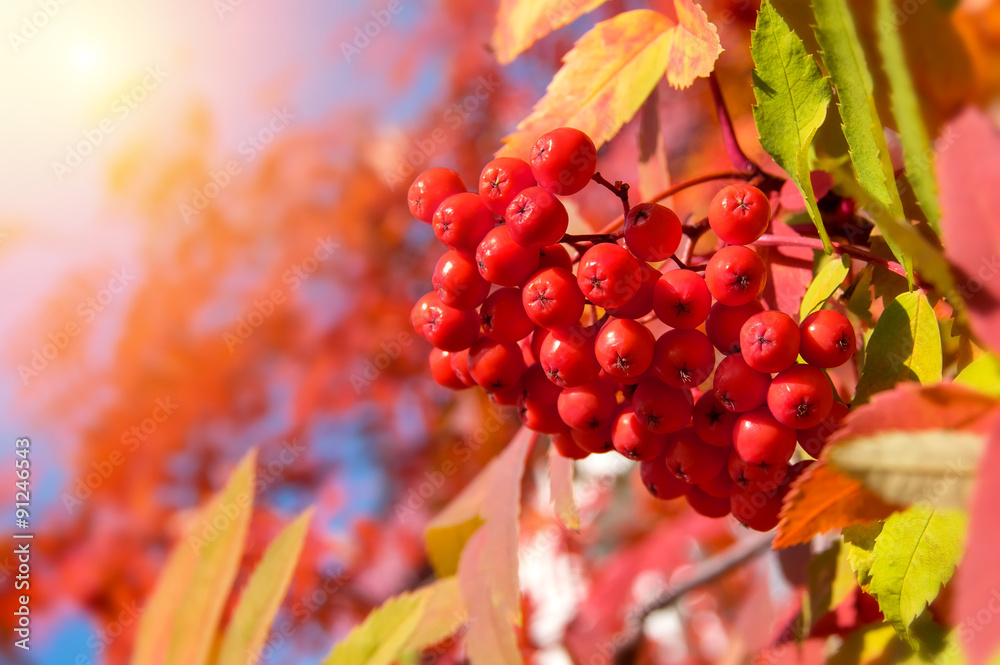 Poster autumn background with a bunch of red rowan