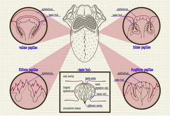 color scheme types of buds human tongue