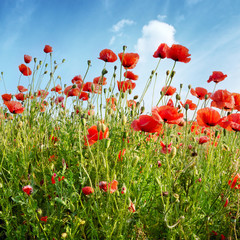 Naklejka premium red poppies on green field